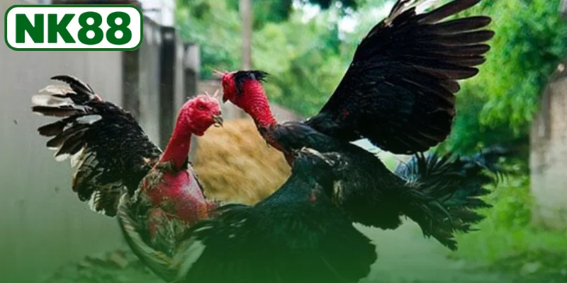 Tìm hiểu về hình thức cá cược đá gà Thomo nổi tiếng